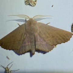 Monoctenia smerintharia (Dark Leaf Moth) at QPRC LGA - 16 Mar 2023 by Steve_Bok