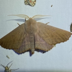 Monoctenia smerintharia (Dark Leaf Moth) at Jerrabomberra, NSW - 17 Mar 2023 by SteveBorkowskis