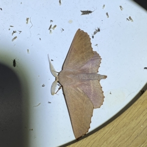 Monoctenia smerintharia at Jerrabomberra, NSW - 17 Mar 2023