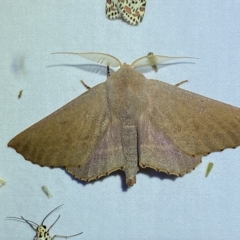 Monoctenia smerintharia at Jerrabomberra, NSW - 17 Mar 2023