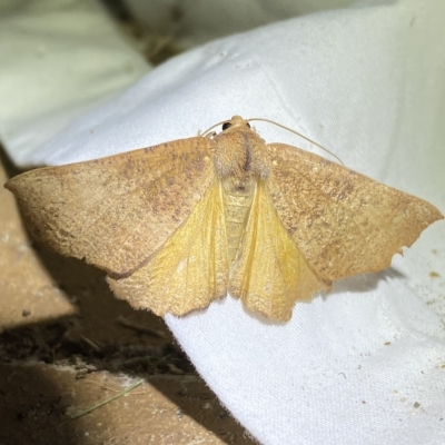 Mnesampela privata (Autumn Gum Moth) at QPRC LGA - 16 Mar 2023 by Steve_Bok