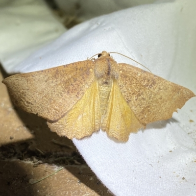 Mnesampela privata (Autumn Gum Moth) at Jerrabomberra, NSW - 16 Mar 2023 by SteveBorkowskis