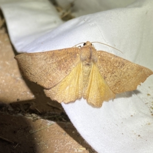 Mnesampela privata at Jerrabomberra, NSW - 16 Mar 2023