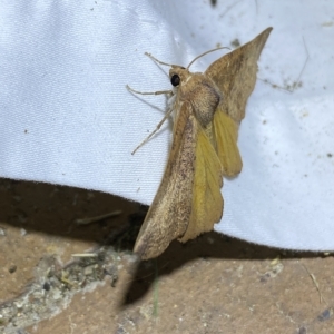 Mnesampela privata at Jerrabomberra, NSW - 16 Mar 2023