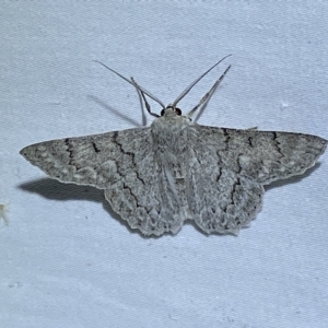 Crypsiphona ocultaria at Jerrabomberra, NSW - 16 Mar 2023