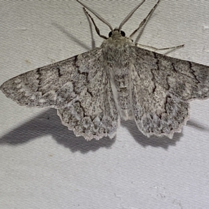 Crypsiphona ocultaria at Jerrabomberra, NSW - suppressed