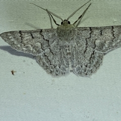 Crypsiphona ocultaria at Jerrabomberra, NSW - 16 Mar 2023