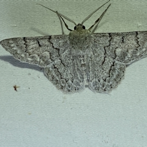 Crypsiphona ocultaria at Jerrabomberra, NSW - suppressed