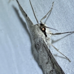 Crypsiphona ocultaria at Jerrabomberra, NSW - suppressed