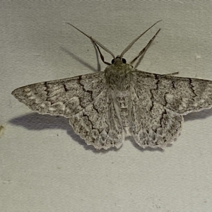 Crypsiphona ocultaria at Jerrabomberra, NSW - 16 Mar 2023