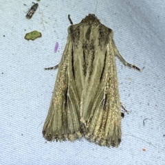 Leucania exarans (A Noctuid moth ( Subf.Hadeninae)) at Jerrabomberra, NSW - 16 Mar 2023 by Steve_Bok