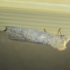 Fisera eribola (Orange-hooded Crest-moth) at Jerrabomberra, NSW - 16 Mar 2023 by Steve_Bok