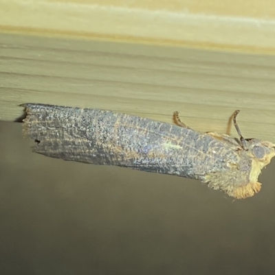 Fisera eribola (Orange-hooded Crest-moth) at Jerrabomberra, NSW - 16 Mar 2023 by SteveBorkowskis
