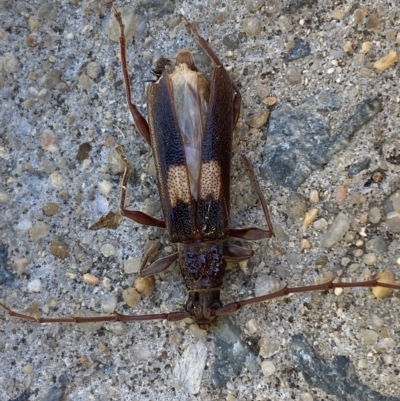 Epithora dorsalis (Longicorn Beetle) at Jerrabomberra, NSW - 17 Mar 2023 by Steve_Bok