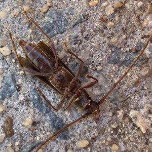 Epithora dorsalis at Jerrabomberra, NSW - 17 Mar 2023