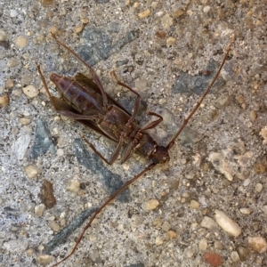 Epithora dorsalis at Jerrabomberra, NSW - 17 Mar 2023