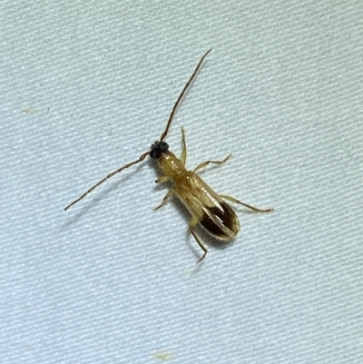 Atesta stigmosa (Longhorn or Longicorn beetle) at QPRC LGA - 16 Mar 2023 by Steve_Bok