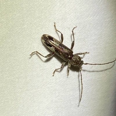 Phacodes personatus (Longhorn beetle) at QPRC LGA - 16 Mar 2023 by Steve_Bok