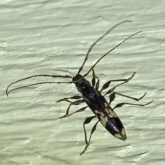 Coptocercus sp. (genus) (Longhorn beetle) at Jerrabomberra, NSW - 16 Mar 2023 by Steve_Bok