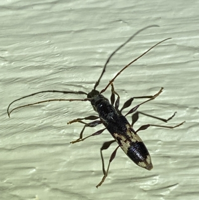 Coptocercus sp. (genus) (Longhorn beetle) at QPRC LGA - 16 Mar 2023 by Steve_Bok