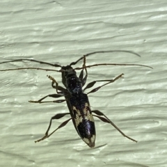 Coptocercus sp. (genus) at Jerrabomberra, NSW - 16 Mar 2023