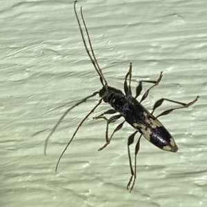 Coptocercus sp. (genus) at Jerrabomberra, NSW - 16 Mar 2023