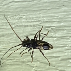 Coptocercus sp. (genus) at Jerrabomberra, NSW - 16 Mar 2023