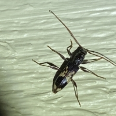 Coptocercus sp. (genus) at Jerrabomberra, NSW - suppressed