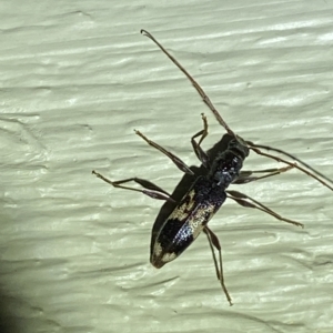 Coptocercus sp. (genus) at Jerrabomberra, NSW - 16 Mar 2023