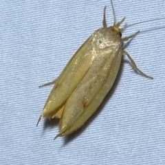 Wingia aurata (Golden Leaf Moth (Wingia group)) at Jerrabomberra, NSW - 16 Mar 2023 by SteveBorkowskis