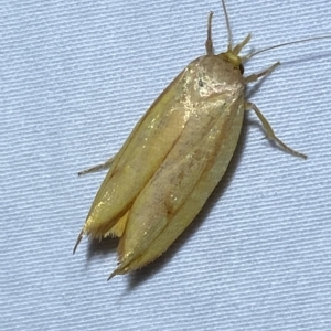 Wingia aurata at Jerrabomberra, NSW - 16 Mar 2023