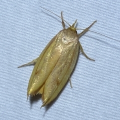 Wingia aurata at Jerrabomberra, NSW - suppressed