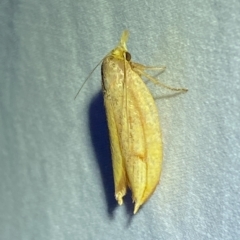 Wingia aurata at Jerrabomberra, NSW - suppressed