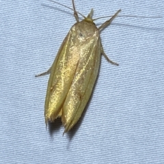 Wingia aurata at Jerrabomberra, NSW - 16 Mar 2023