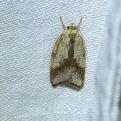 Garrha phoenopis (Garrha phoenopis) at Jerrabomberra, NSW - 16 Mar 2023 by SteveBorkowskis