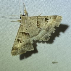 Unidentified Geometer moth (Geometridae) at Jerrabomberra, NSW - 16 Mar 2023 by Steve_Bok