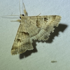 Mocis alterna (Bean Looper) at Jerrabomberra, NSW - 16 Mar 2023 by SteveBorkowskis