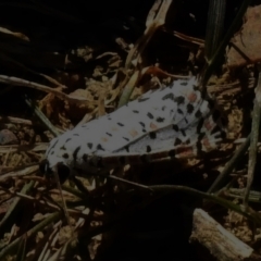 Utetheisa (genus) (A tiger moth) at Cotter River, ACT - 15 Mar 2023 by JohnBundock