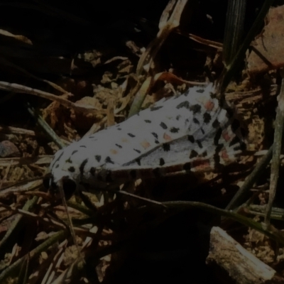 Utetheisa (genus) (A tiger moth) at Namadgi National Park - 15 Mar 2023 by JohnBundock