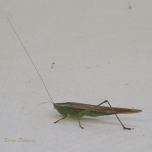 Conocephalus semivittatus at Chapman, ACT - 17 Mar 2023