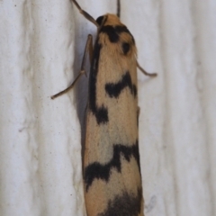 Tigrioides alterna (Alternating Footman) at Chapman, ACT - 17 Mar 2023 by BarrieR