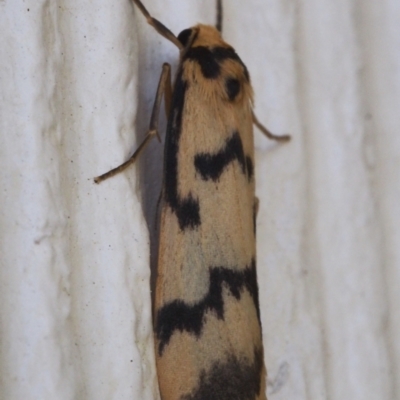 Tigrioides alterna (Alternating Footman) at Chapman, ACT - 17 Mar 2023 by BarrieR