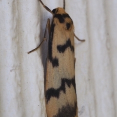 Tigrioides alterna (Alternating Footman) at Chapman, ACT - 16 Mar 2023 by BarrieR