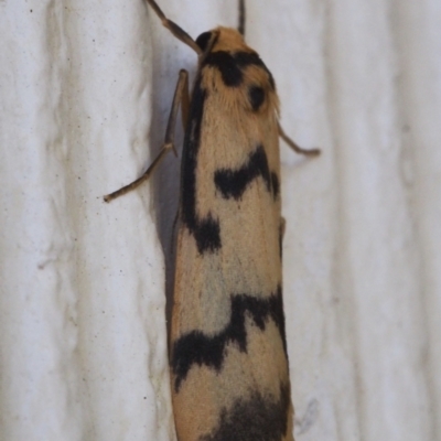 Tigrioides alterna (Alternating Footman) at Chapman, ACT - 16 Mar 2023 by BarrieR