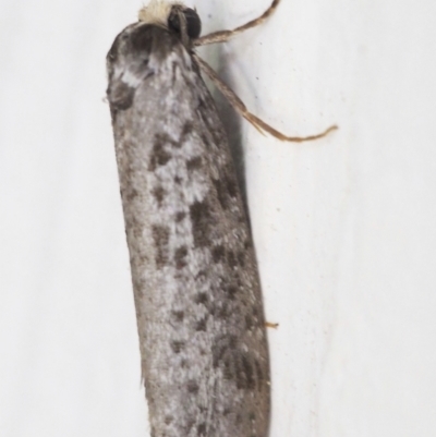 Lepidoscia (genus) ADULT (A Case moth) at Chapman, ACT - 17 Mar 2023 by BarrieR