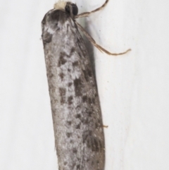 Lepidoscia (genus) ADULT (A Case moth) at Chapman, ACT - 16 Mar 2023 by BarrieR