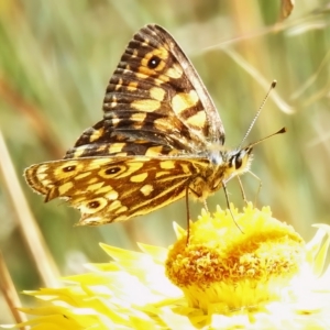 Oreixenica orichora at Cotter River, ACT - 16 Mar 2023