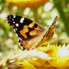 Vanessa kershawi (Australian Painted Lady) at Namadgi National Park - 16 Mar 2023 by JohnBundock