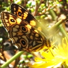 Oreixenica lathoniella (Silver Xenica) at Namadgi National Park - 16 Mar 2023 by JohnBundock