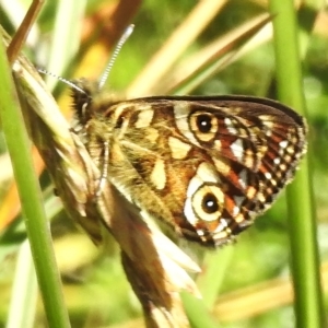 Oreixenica latialis at Cotter River, ACT - 16 Mar 2023